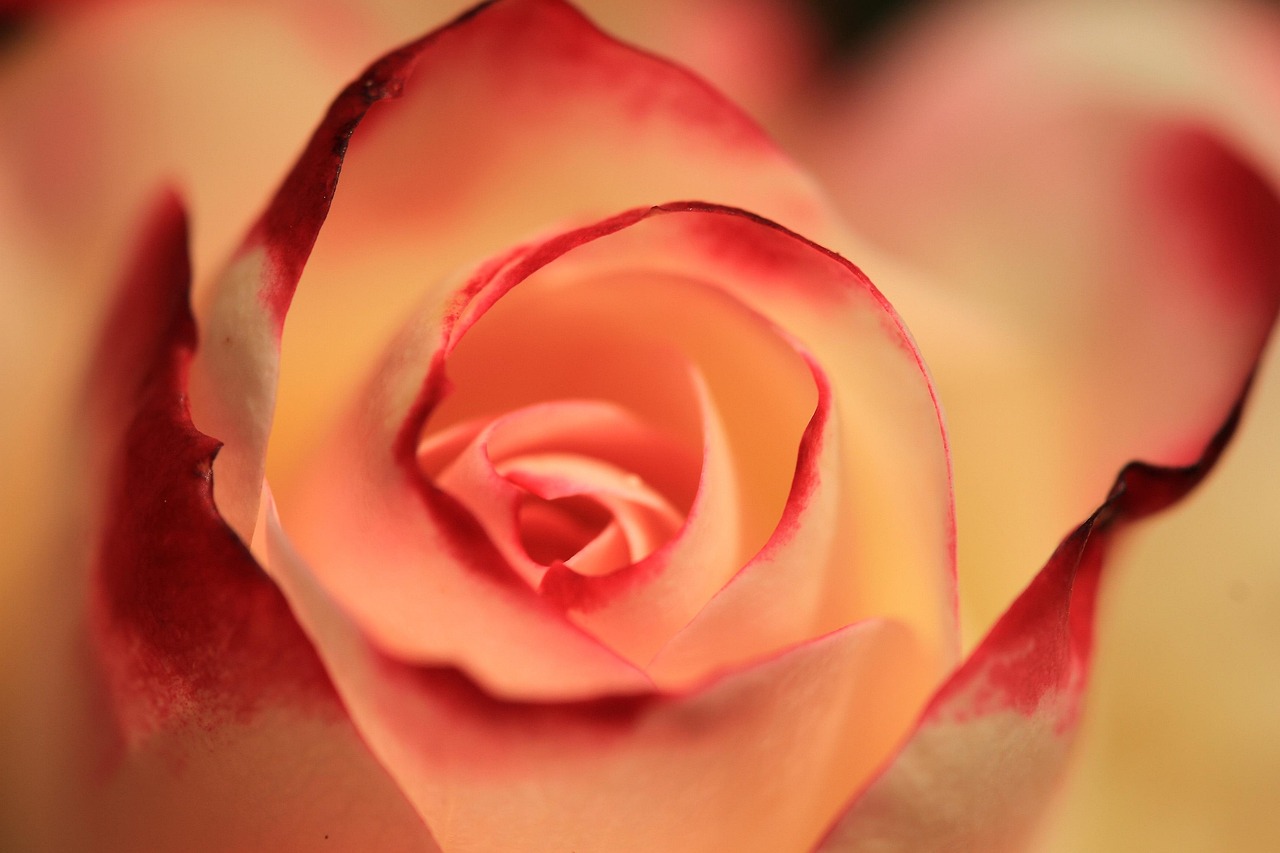 Discover the Beauty of Roses on Roblox: A Complete Guide