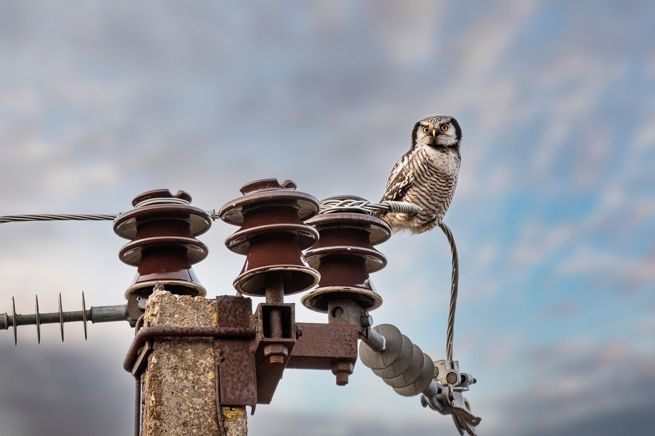 Unique Baby Owl Names: A Guide for Owl Lovers