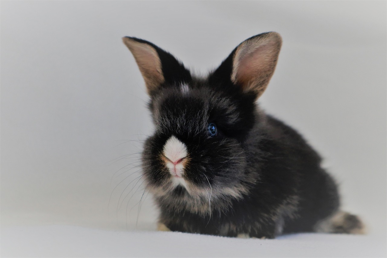 Creative Baby Bunny Names: Find the Perfect Name for Your Tiny Friend!