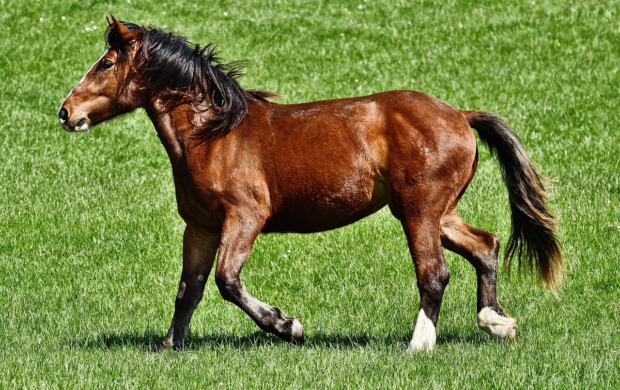 Creative and Unique Baby Horse Name Ideas for Your Foal