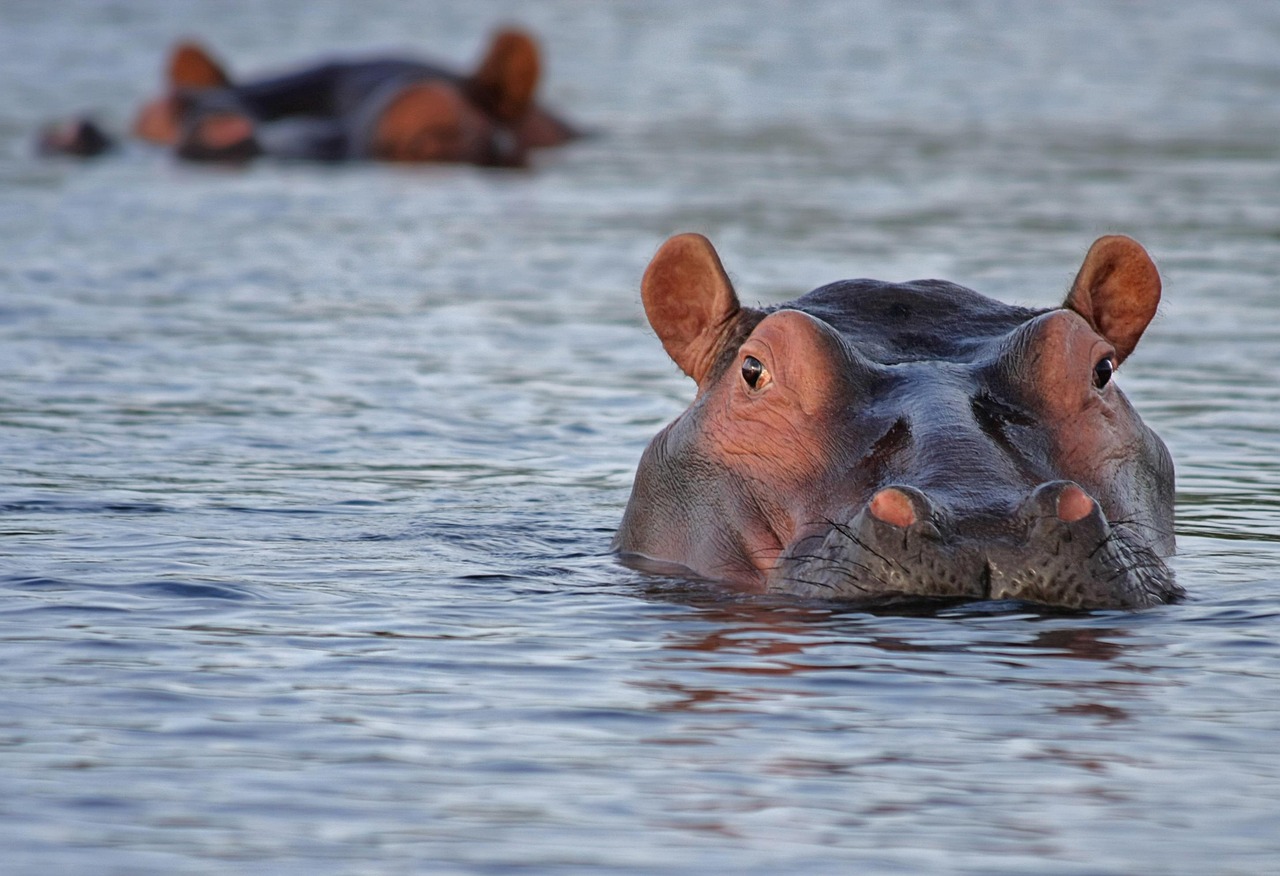 Adorable Baby Hippo Names and Fun Facts