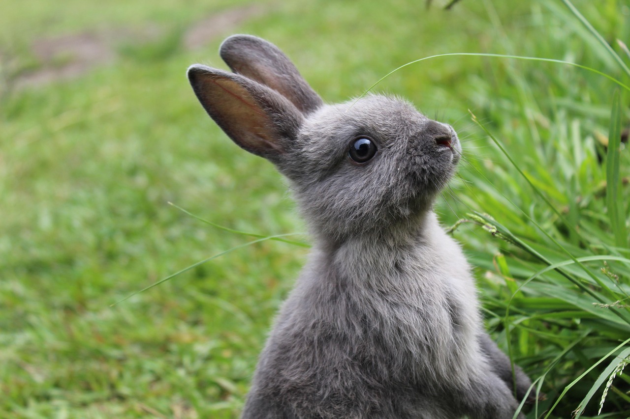 Discover Unique Names for Your Baby Bunny with Long Tail