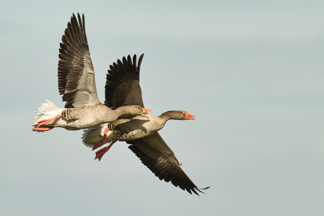 Cute Baby Goose Names: Finding the Perfect Fit for Your Feathered Friend