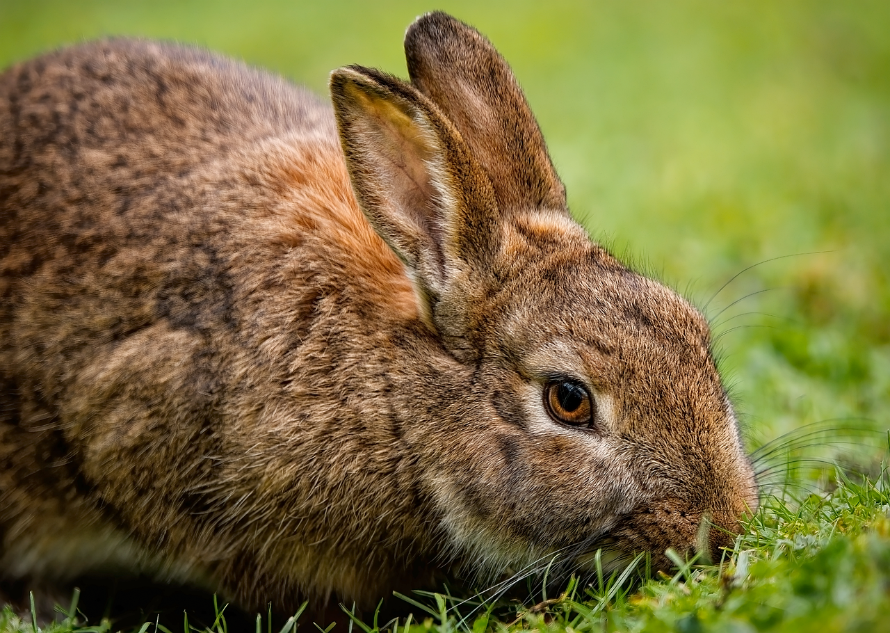 Choosing the Perfect Baby Rabbit Name for Your New Pet