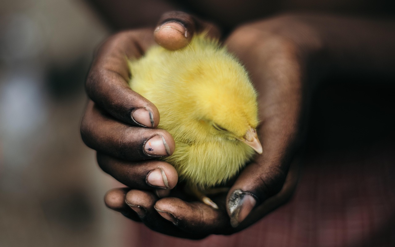 Creative Names for Baby Chicks: Fun Ideas and Inspiration