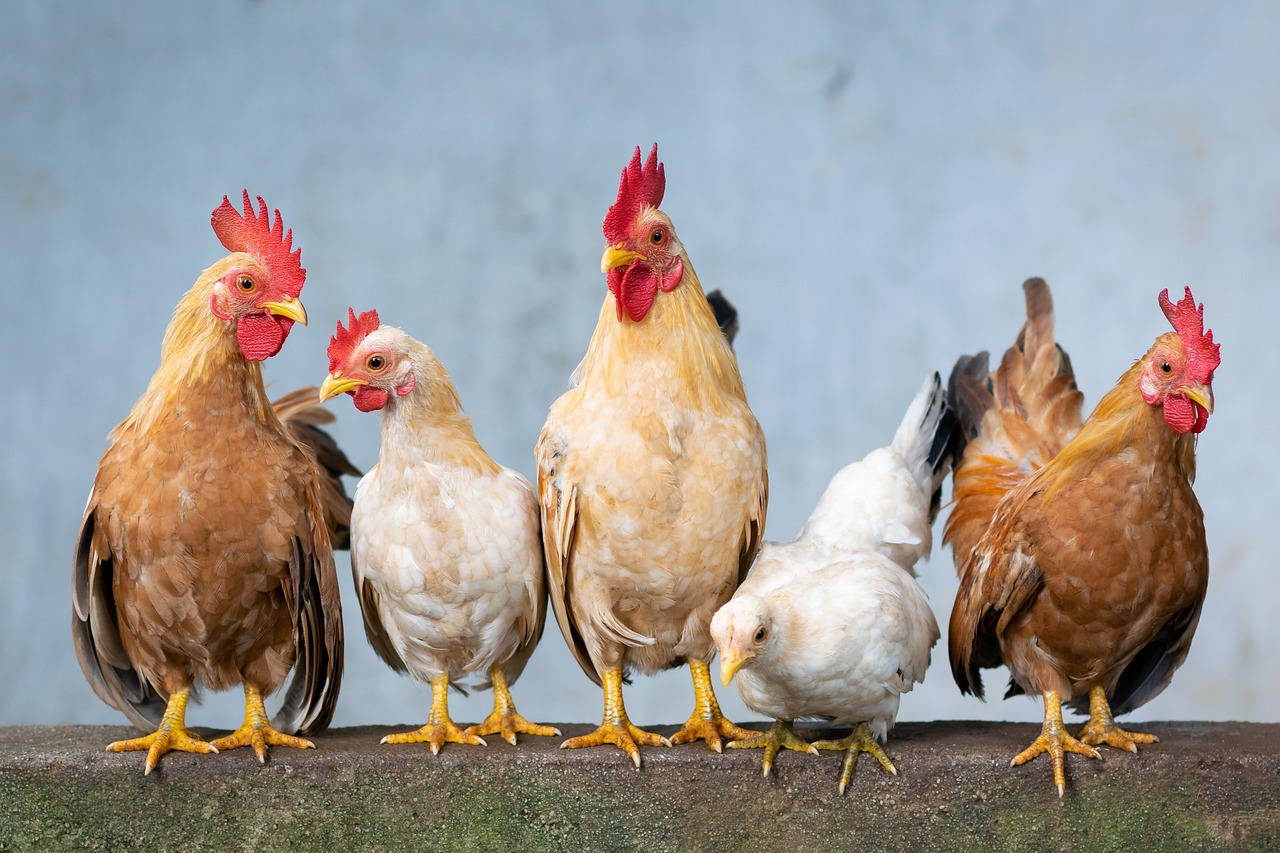 Cute and Creative Baby Chicken Names for Your New Flock