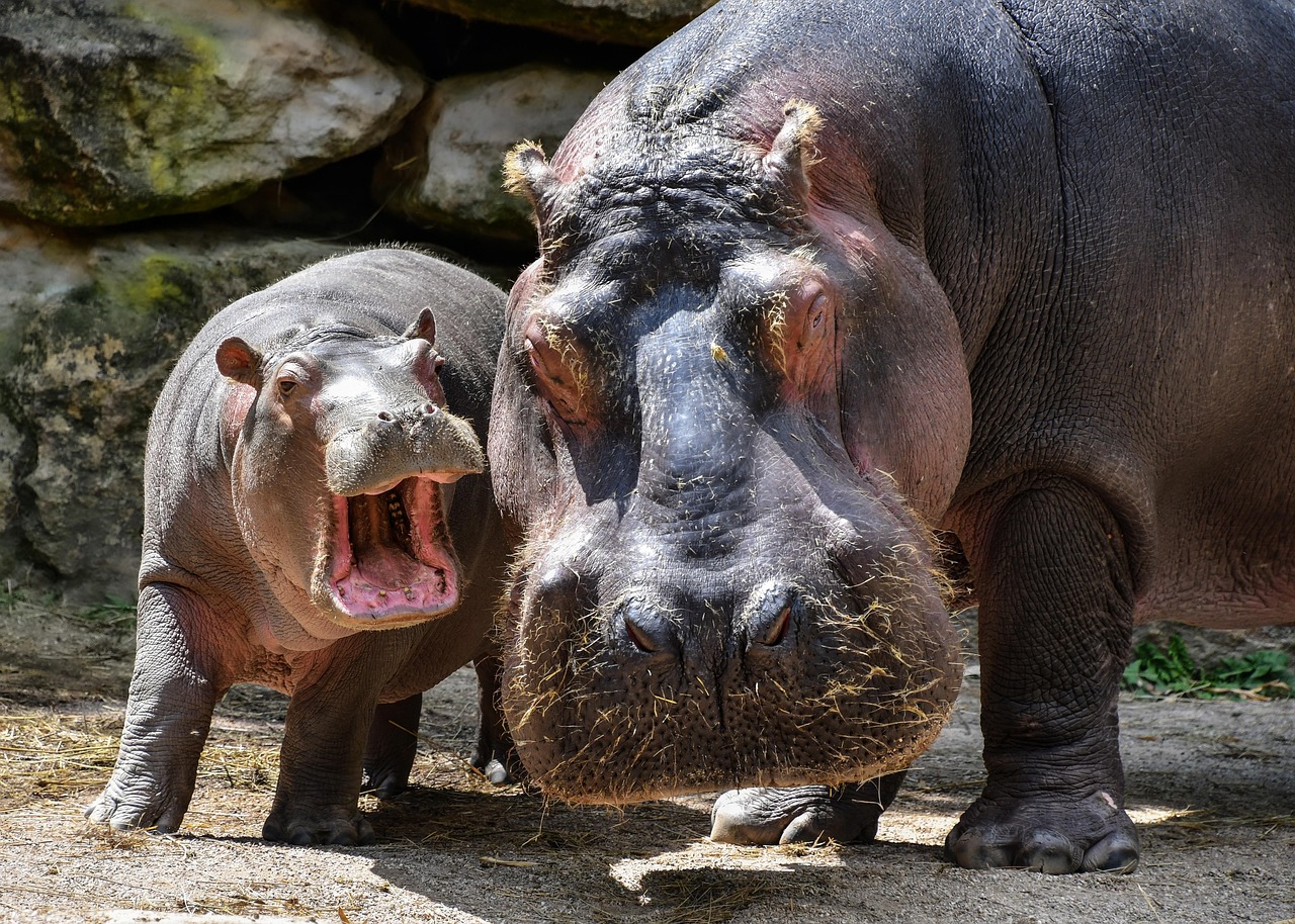 Virginia Zoo Baby Hippo Name Vote: A Fun Way to Engage with Wildlife