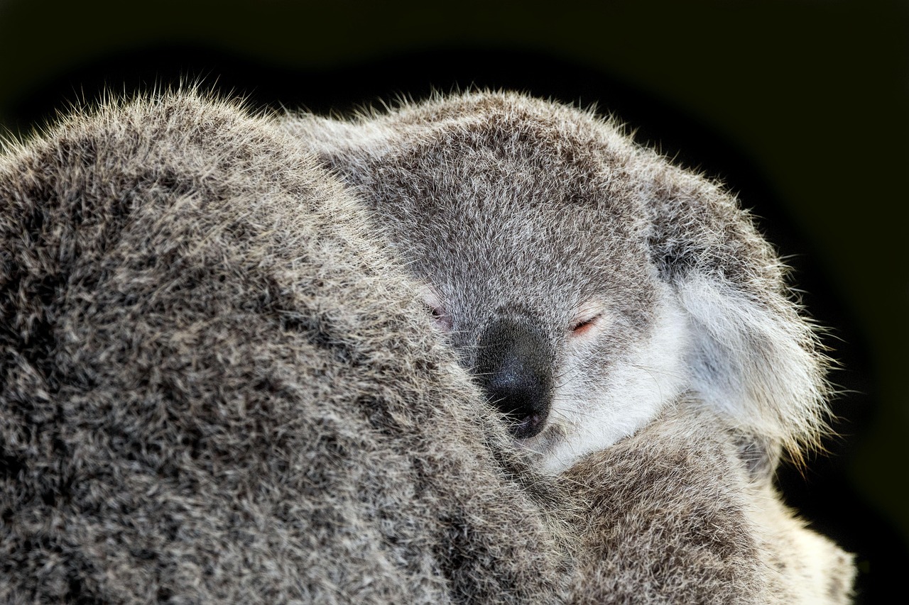 Discover the Adorable Baby Koala Name Phenomenon