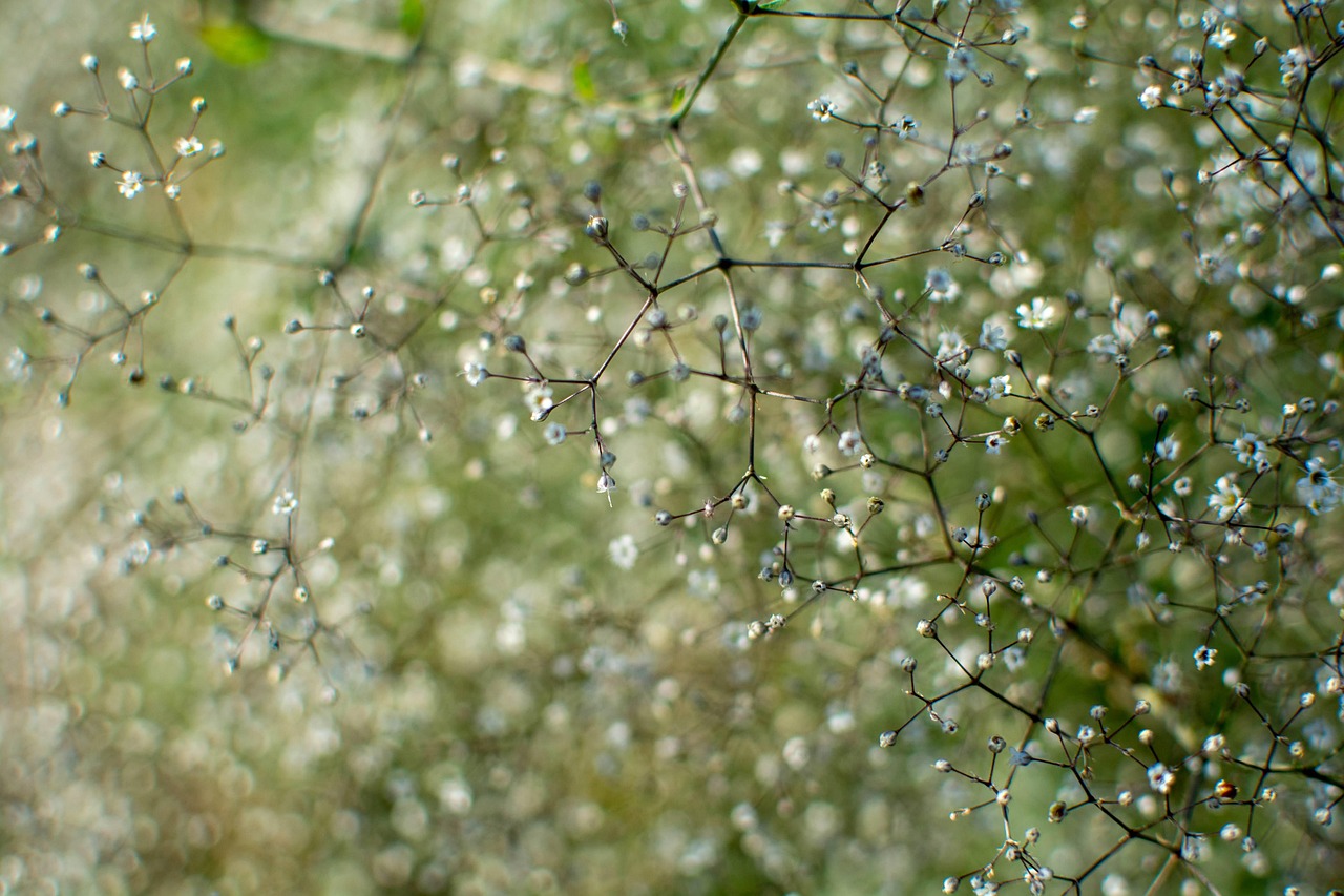 Discover the Baby's Breath Latin Name: A Floral Delight