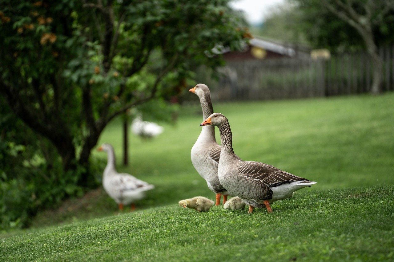 Discovering the Adorable Names for Baby Geese