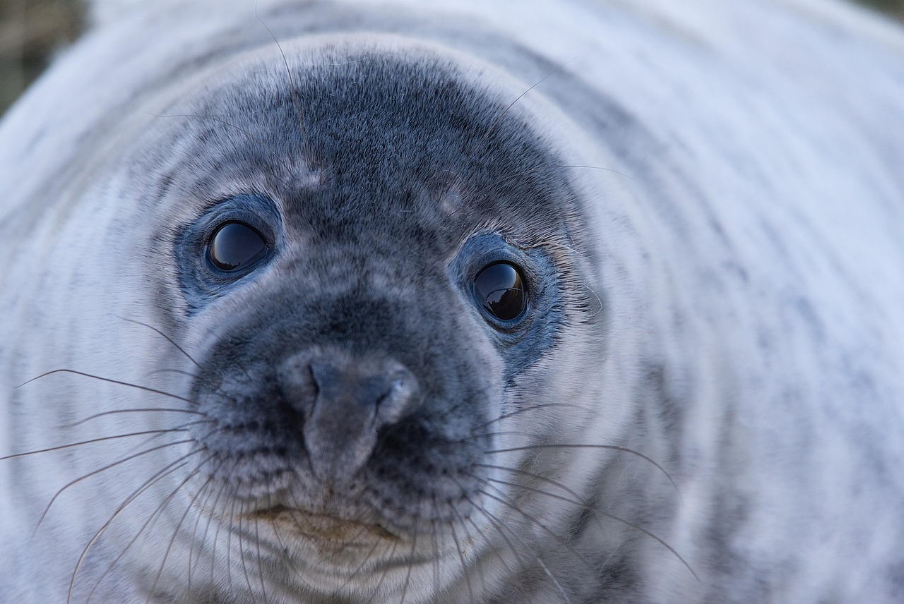 Discover the Unique Baby Seal Names: Fun Facts and Insights