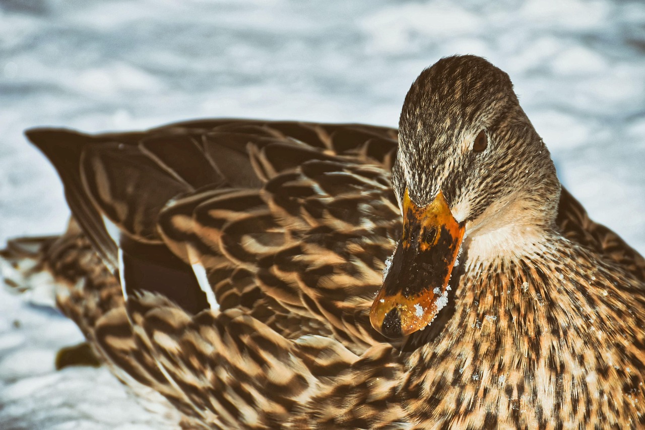 Discover the Unique Names for Baby Platypuses