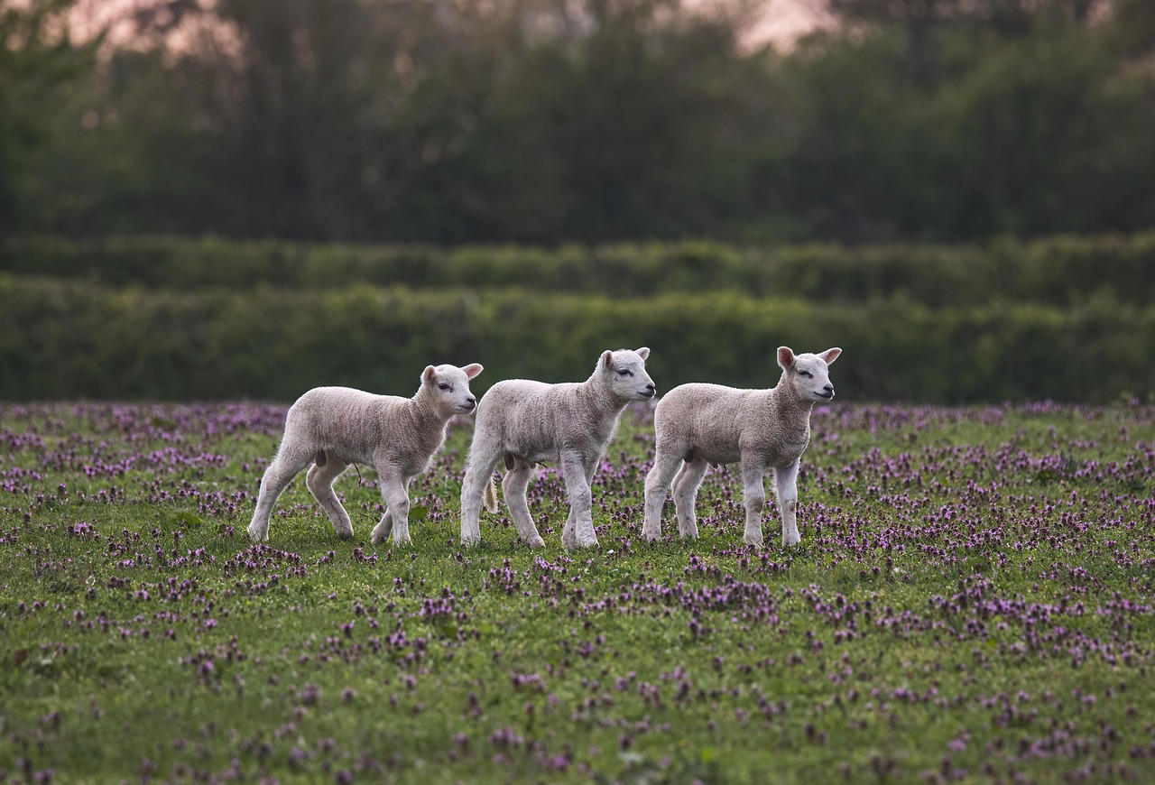 The Baby Lamb Meat Name: A Culinary Delight You Need to Know