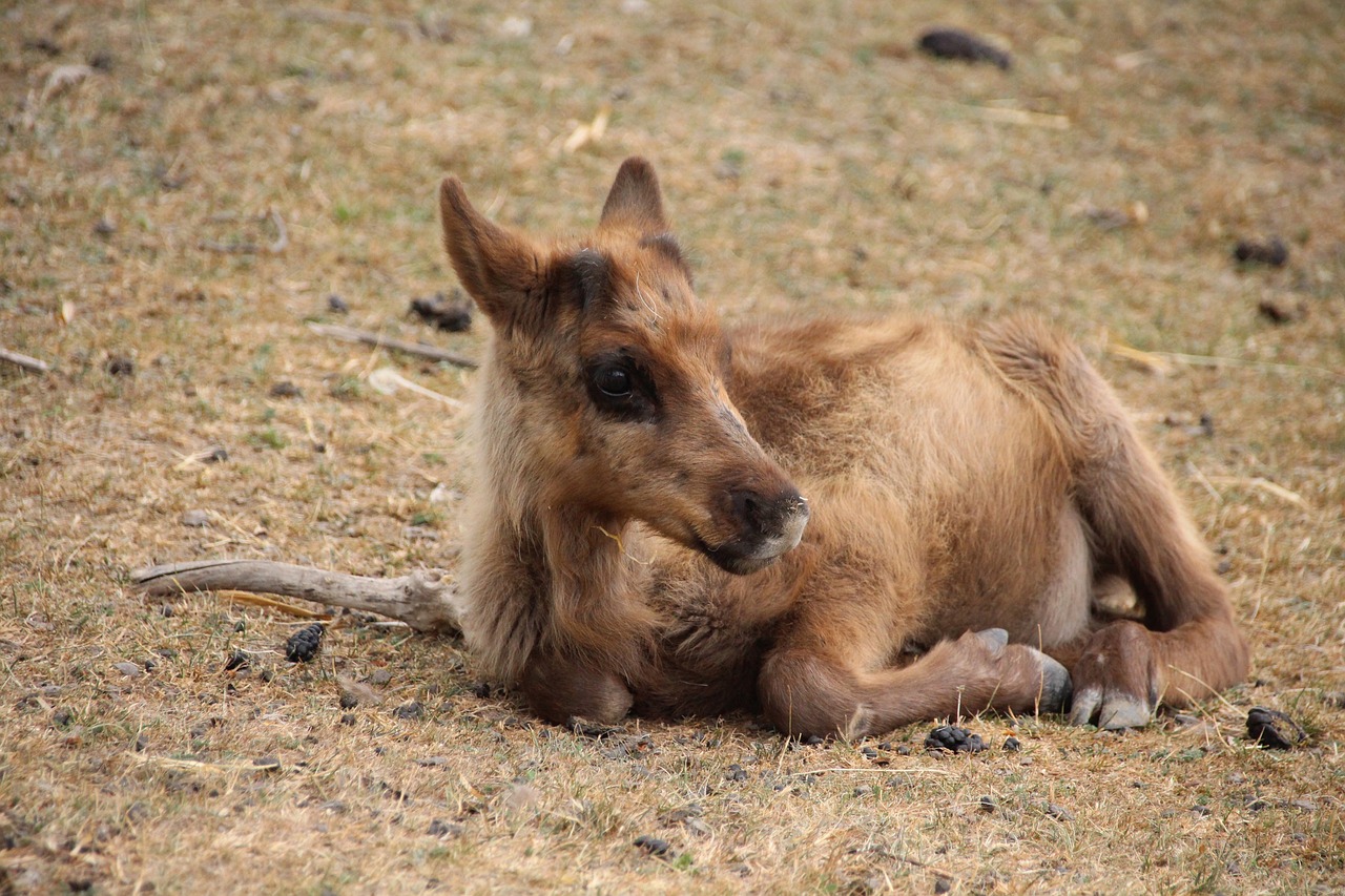 Discover Adorable Baby Reindeer Names and Their Significance