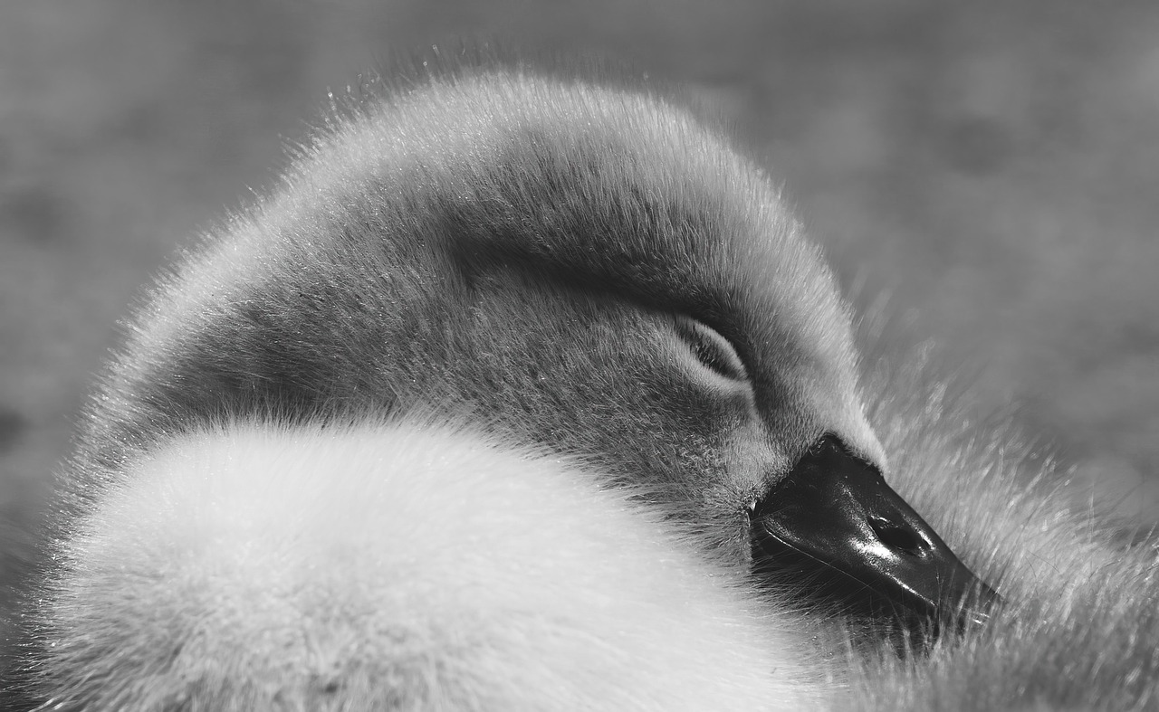 The Ultimate Guide to Choosing a Baby Swan Name