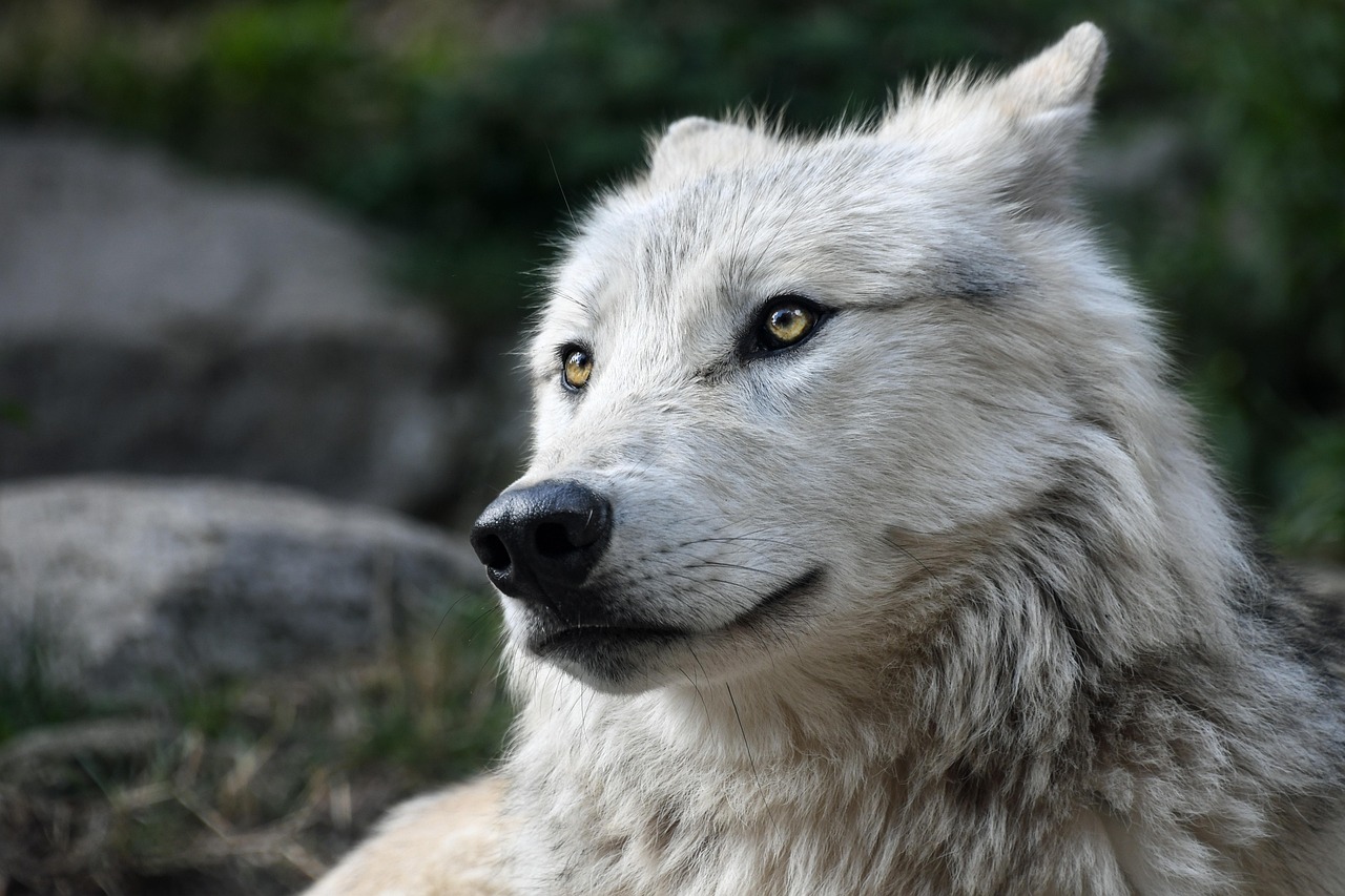 Choosing the Perfect Baby Wolf Name: Tips and Ideas