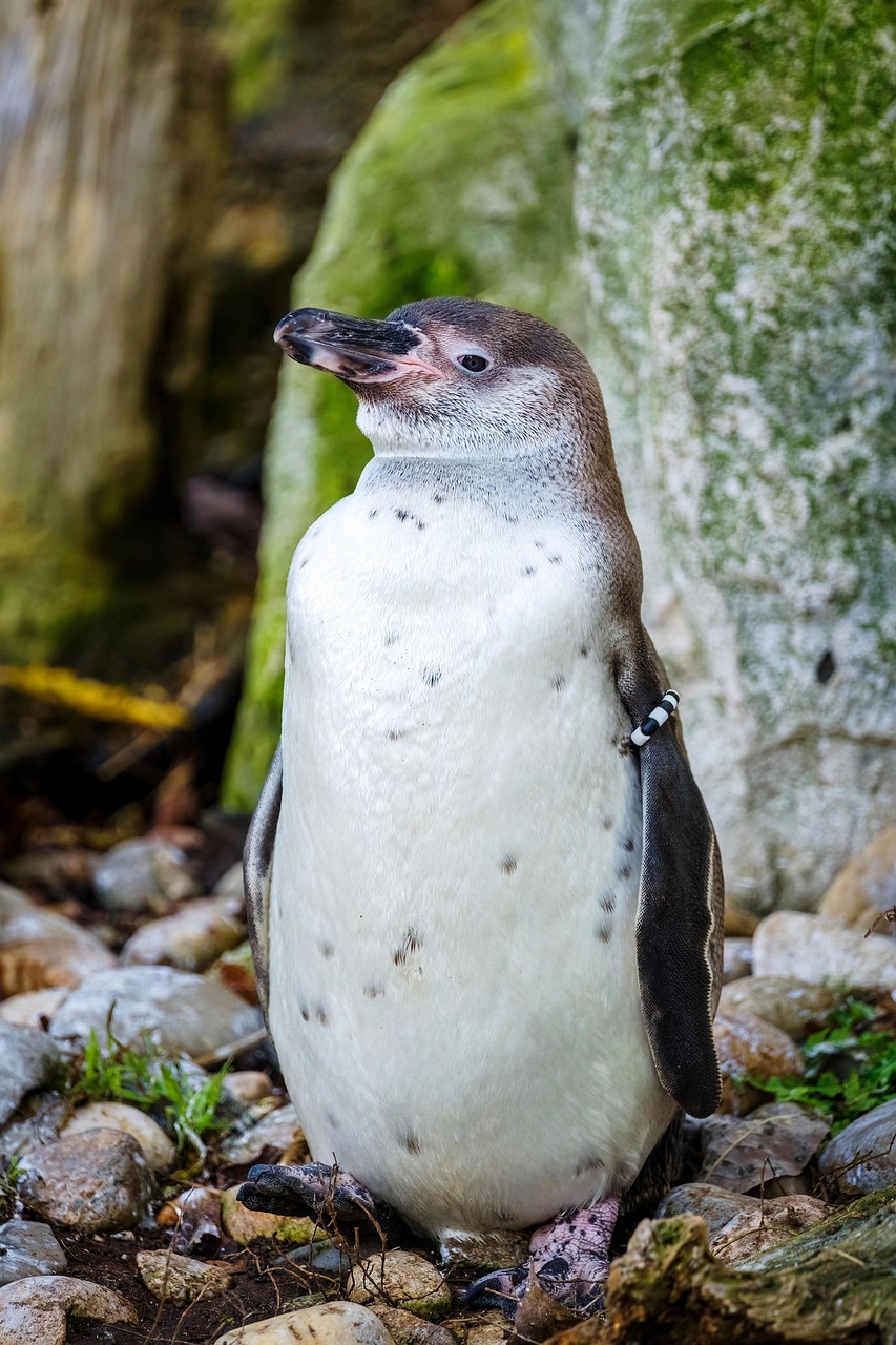 Discovering the Baby Penguin Happy Feet Name: A Fun Journey