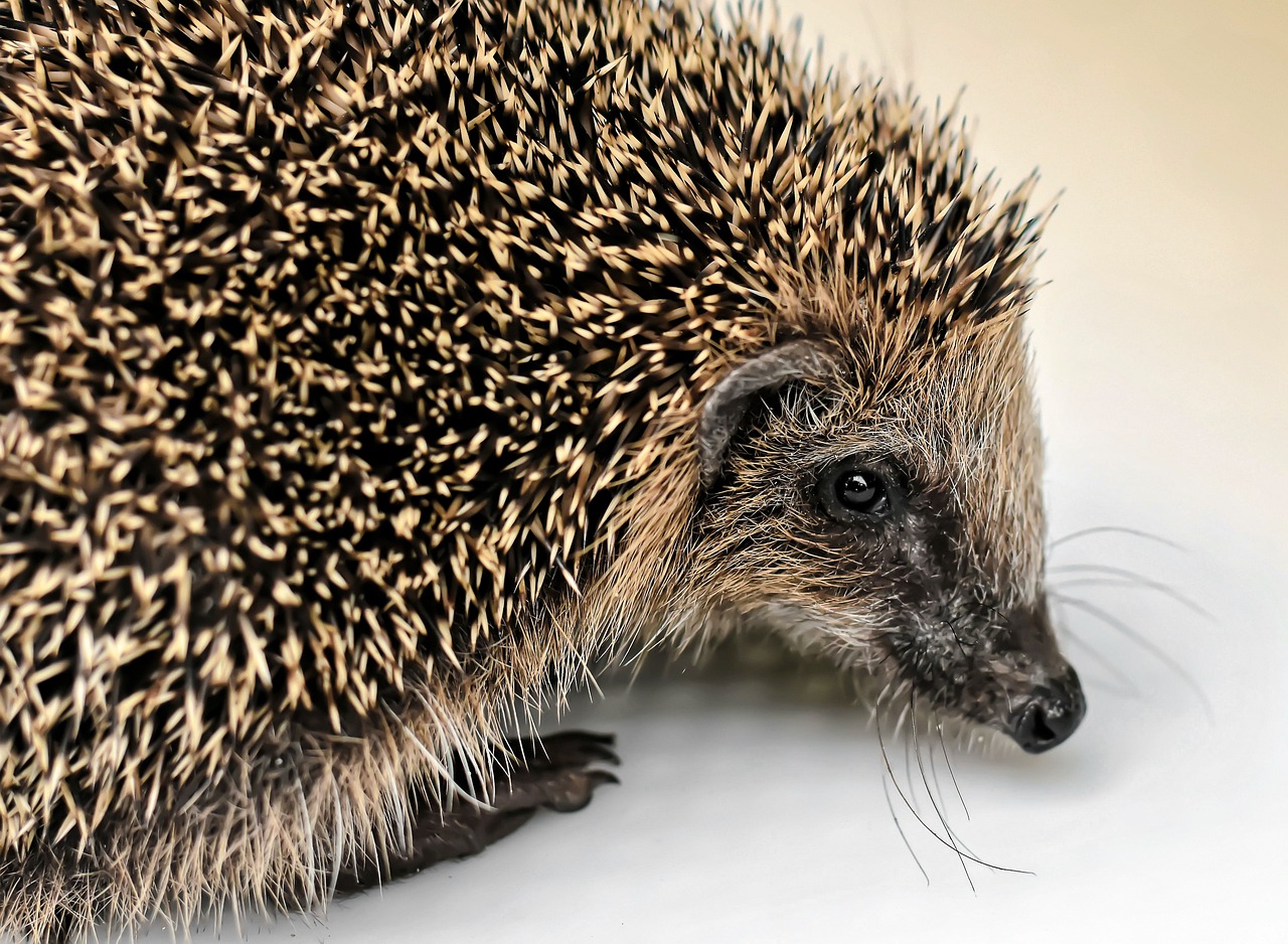 Choosing the Perfect Baby Hedgehog Name: Tips & Inspirations