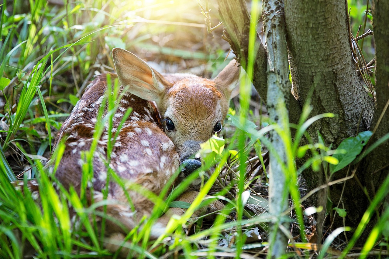 Creative Baby Deer Names: Find the Perfect Fit for Your Fawn