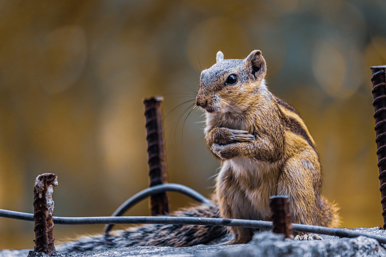 Choosing the Perfect Baby Squirrel Name: A Comprehensive Guide