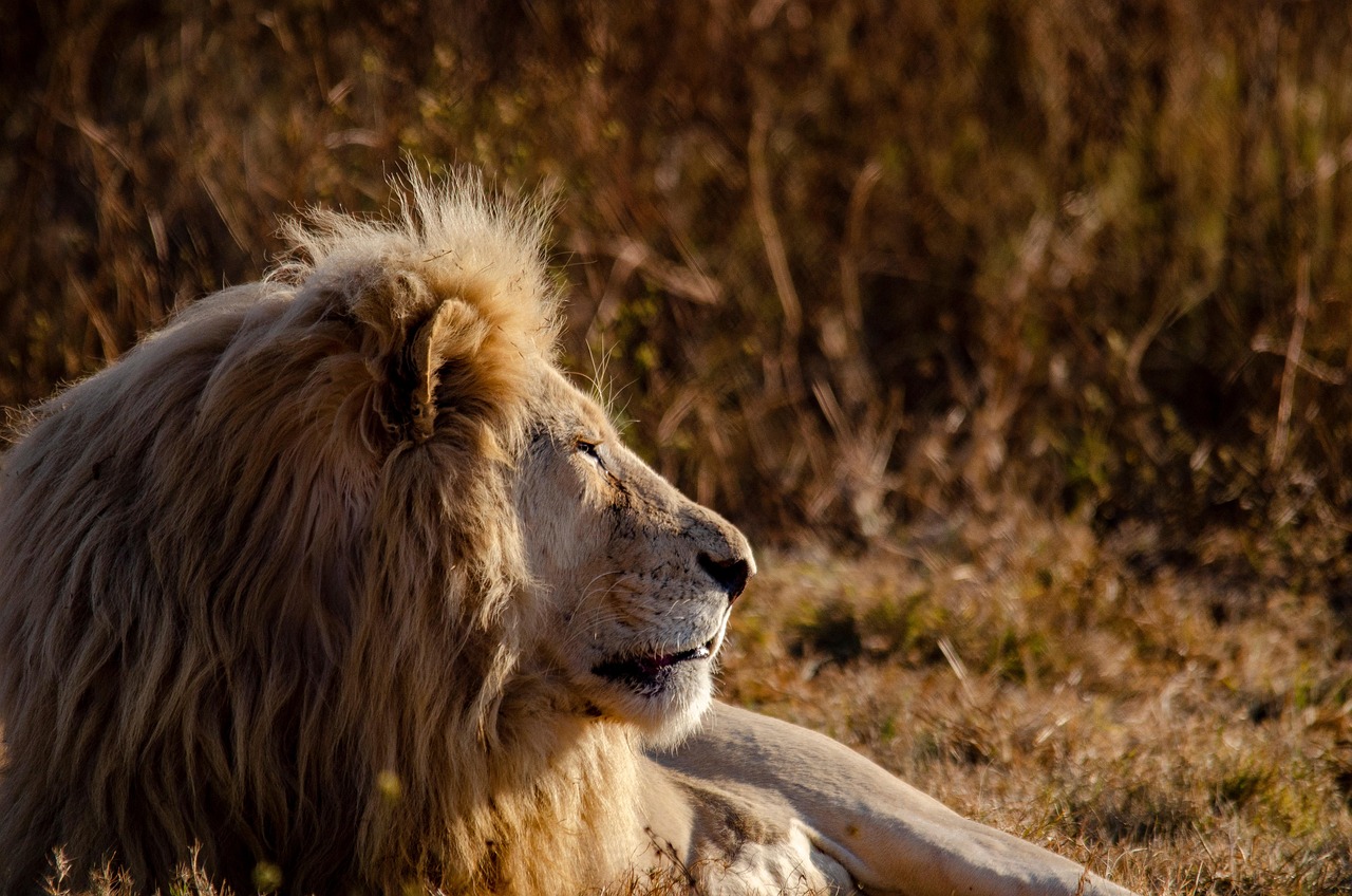 Choosing the Perfect Lion Baby Name - Meaning and Inspiration