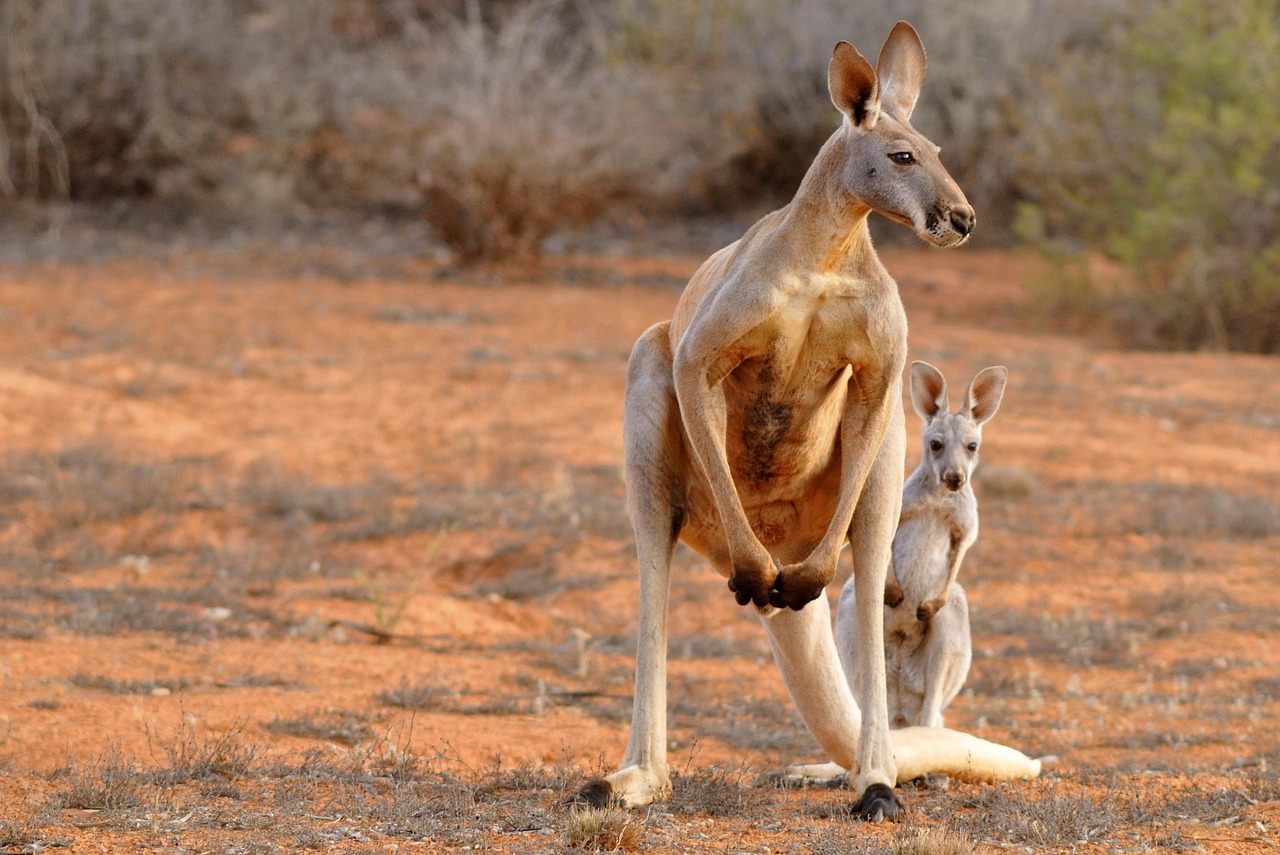 Discovering the Enchanting Names of Baby Kangaroos: What You Need to Know