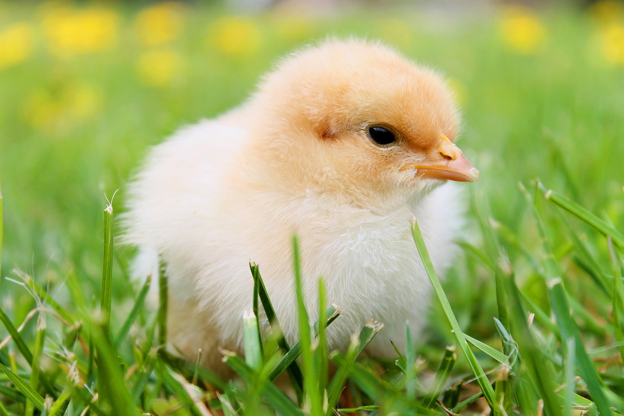 Choosing the Perfect Baby Chicken Name: Tips and Ideas