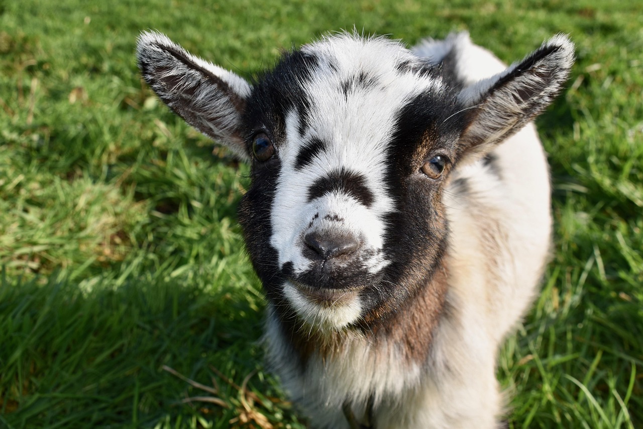 Creative Baby Goat Names: Ideas and Inspiration