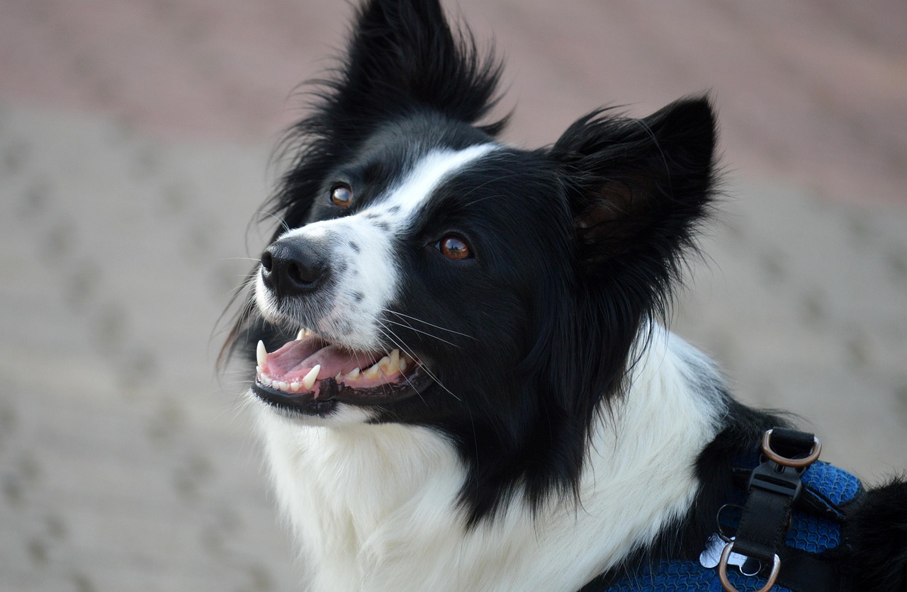 Enchanting Bedtime Stories for Dogs: A Guide to Soothing Your Furry Friend