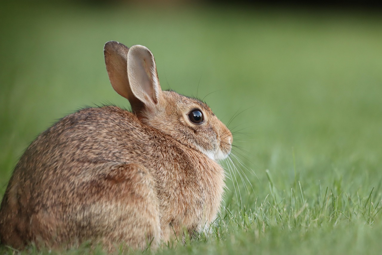 The Velveteen Rabbit Bedtime Story Short 5 Min: A Heartwarming Tale