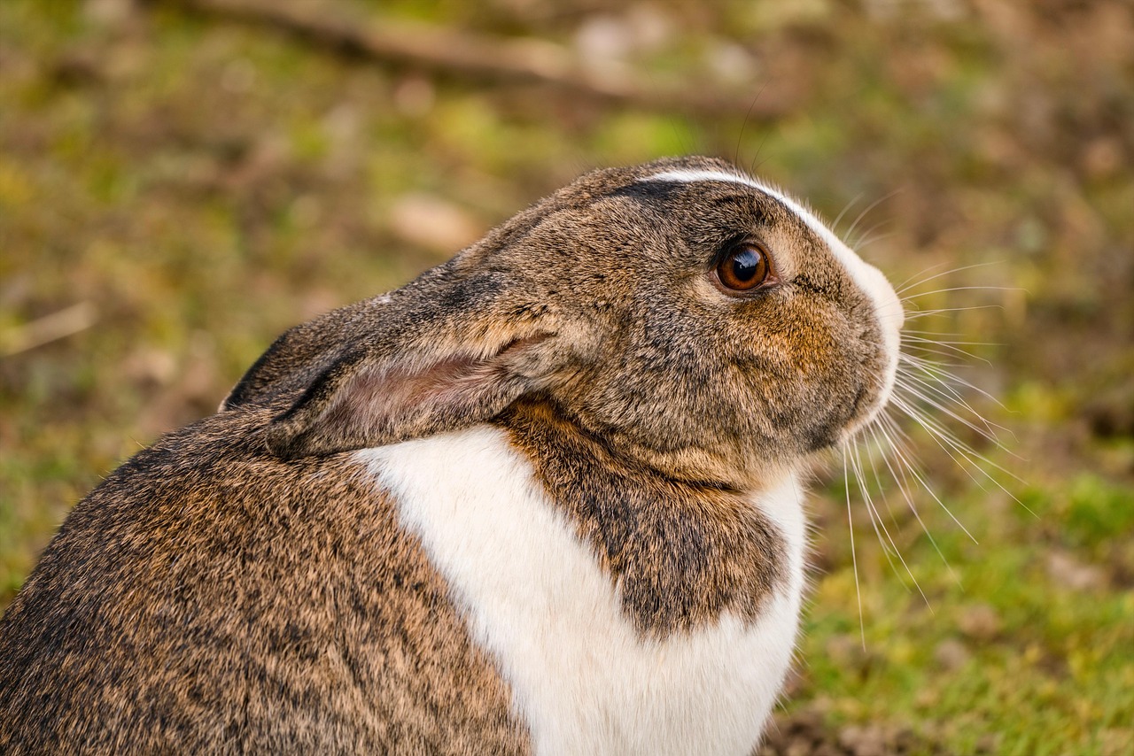 Cozy Up with a Bunny Bedtime Story: A Perfect Sleep Companion