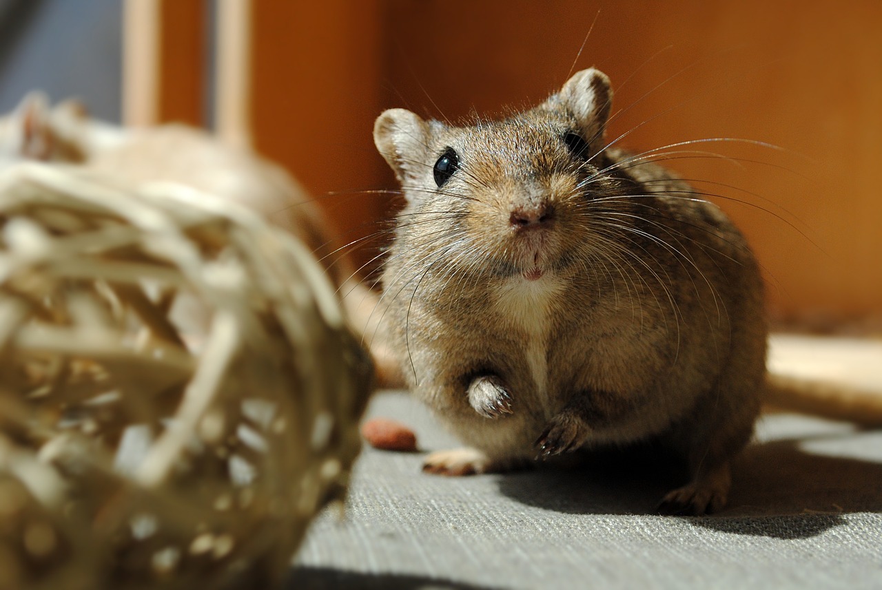 Discover the Enchanting Gerbil from Bedtime Stories