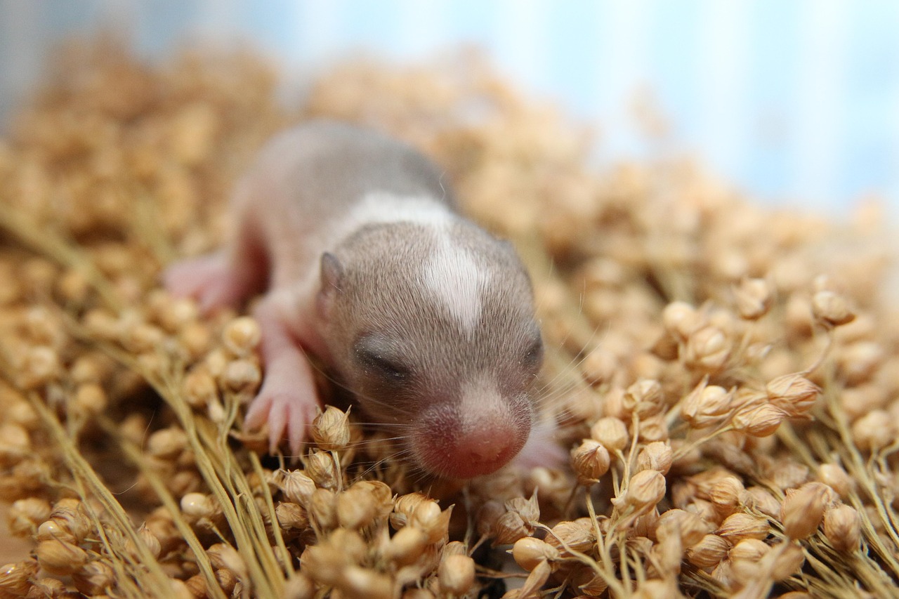 Enchanting Bedtime Stories for Your Gerbil: Fun & Fantasy