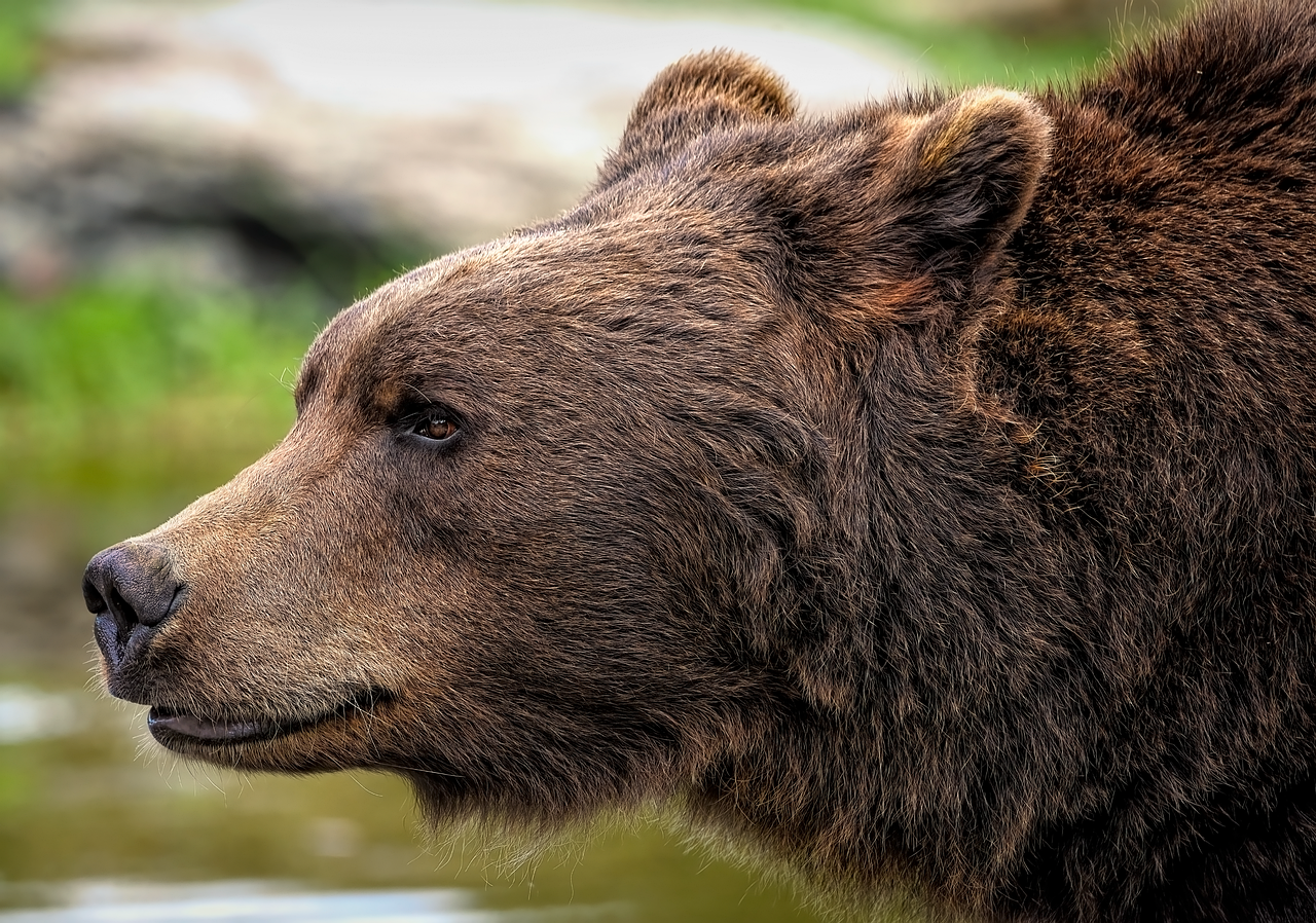 Goldilocks and the Three Bears Bedtime Story: An Enchanting Tale for Kids