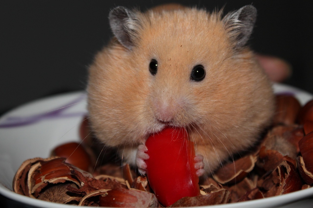 Enchanting Bedtime Stories for Hamster Lovers