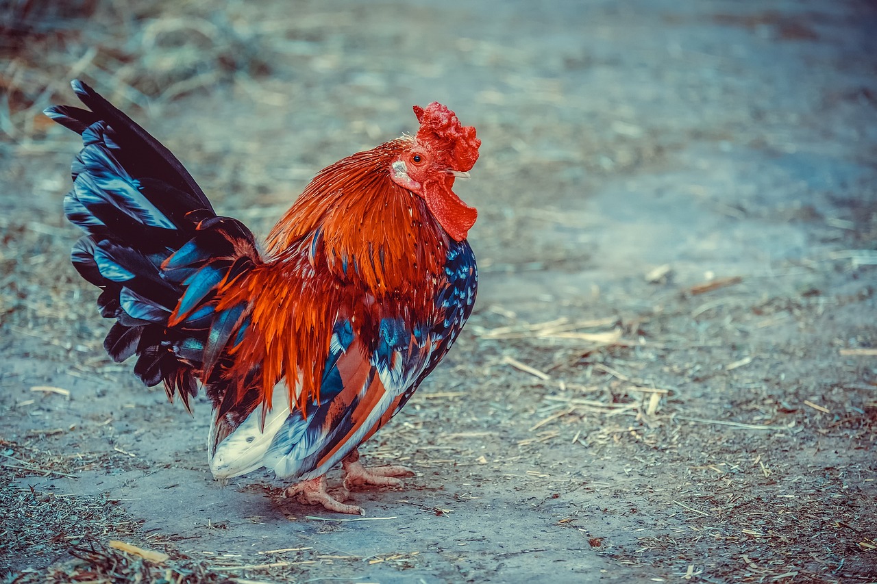 The Best Way to Cook Chicken in an Air Fryer: A Complete Guide