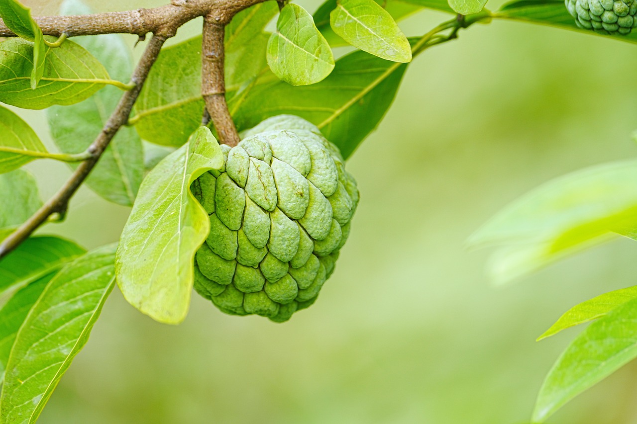 Best Fruit to Dehydrate in Air Fryer: A Complete Guide