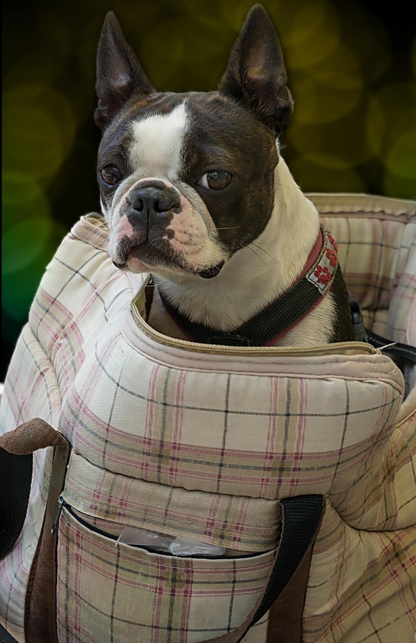 Top Boston Terrier Names for Boys: Unique and Adorable Ideas