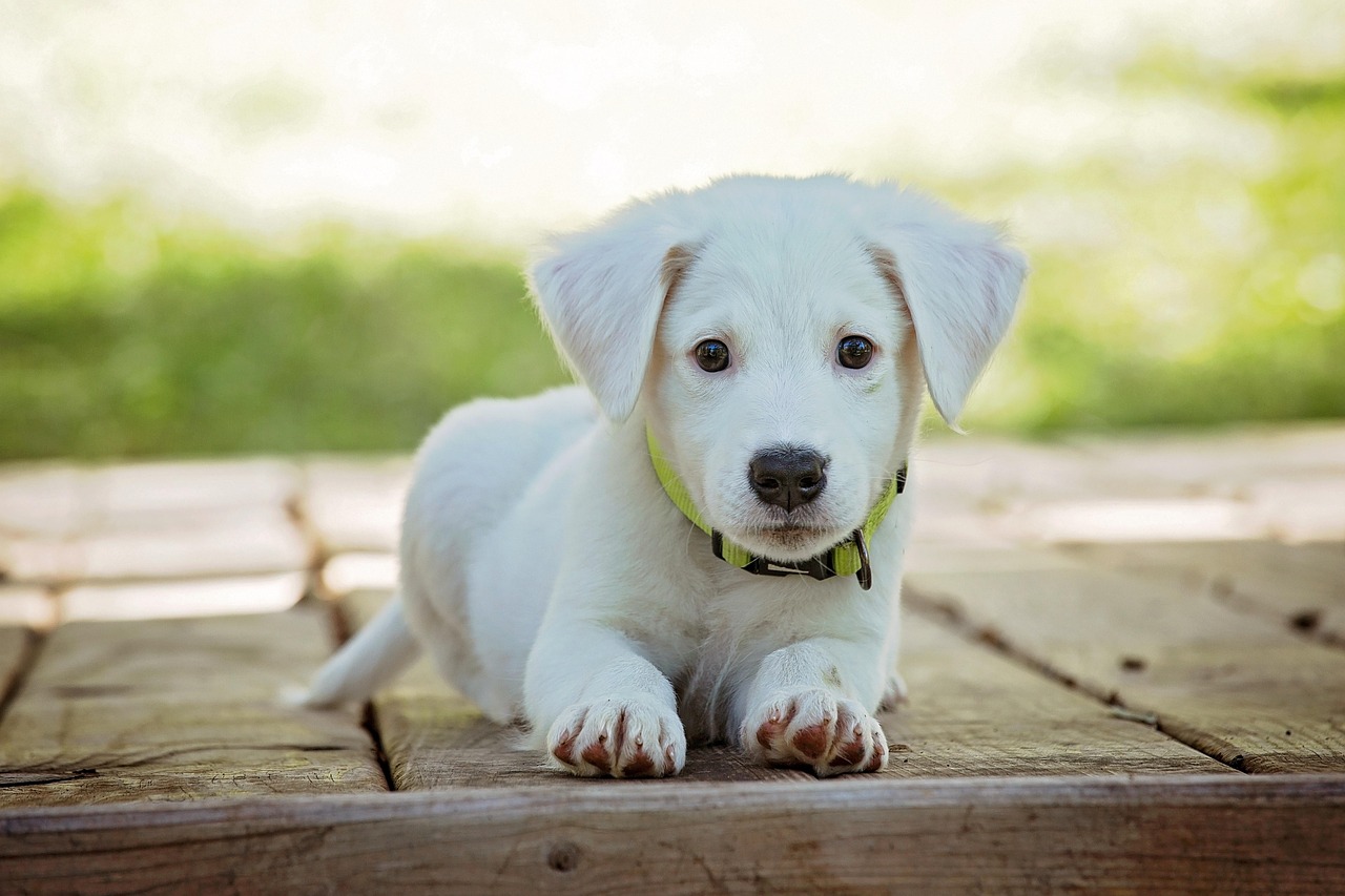 Unique White Dog Names for Boys: Choosing the Perfect Name