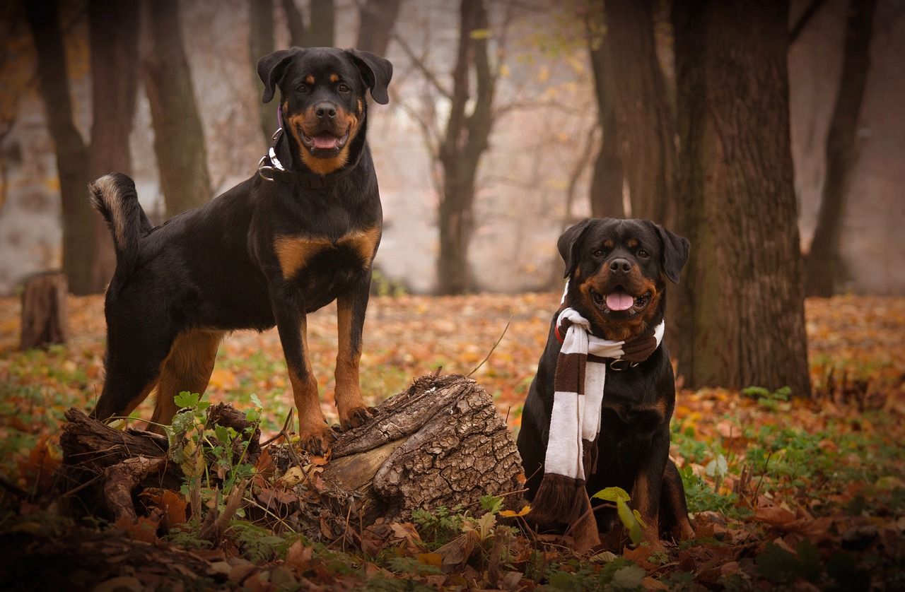 Unique and Strong Boy Rottweiler Names for Your Loyal Companion