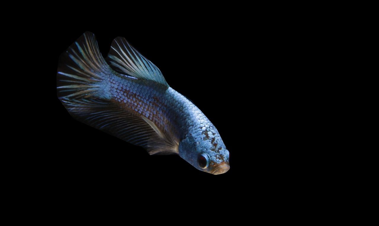 Unique Boy Fish Names for Betta Fish: Fun Ideas for Your Aquatic Friend