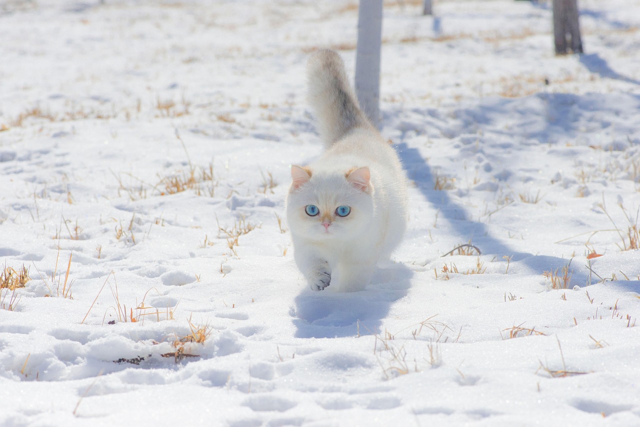 Unique and Adorable White Cat Boy Names for Your Feline Friend