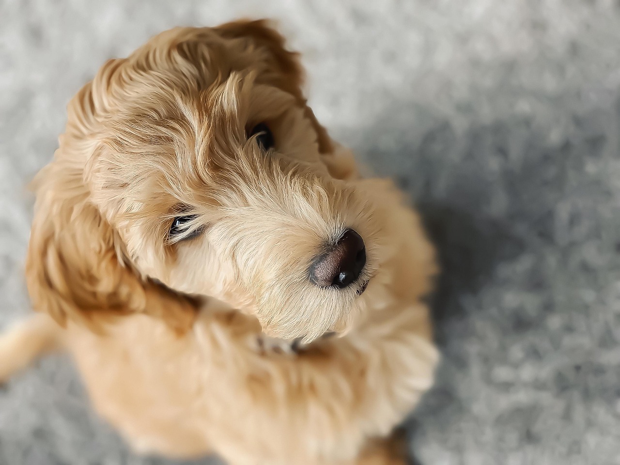 Unique Boy Goldendoodle Names to Match Your Pup's Personality