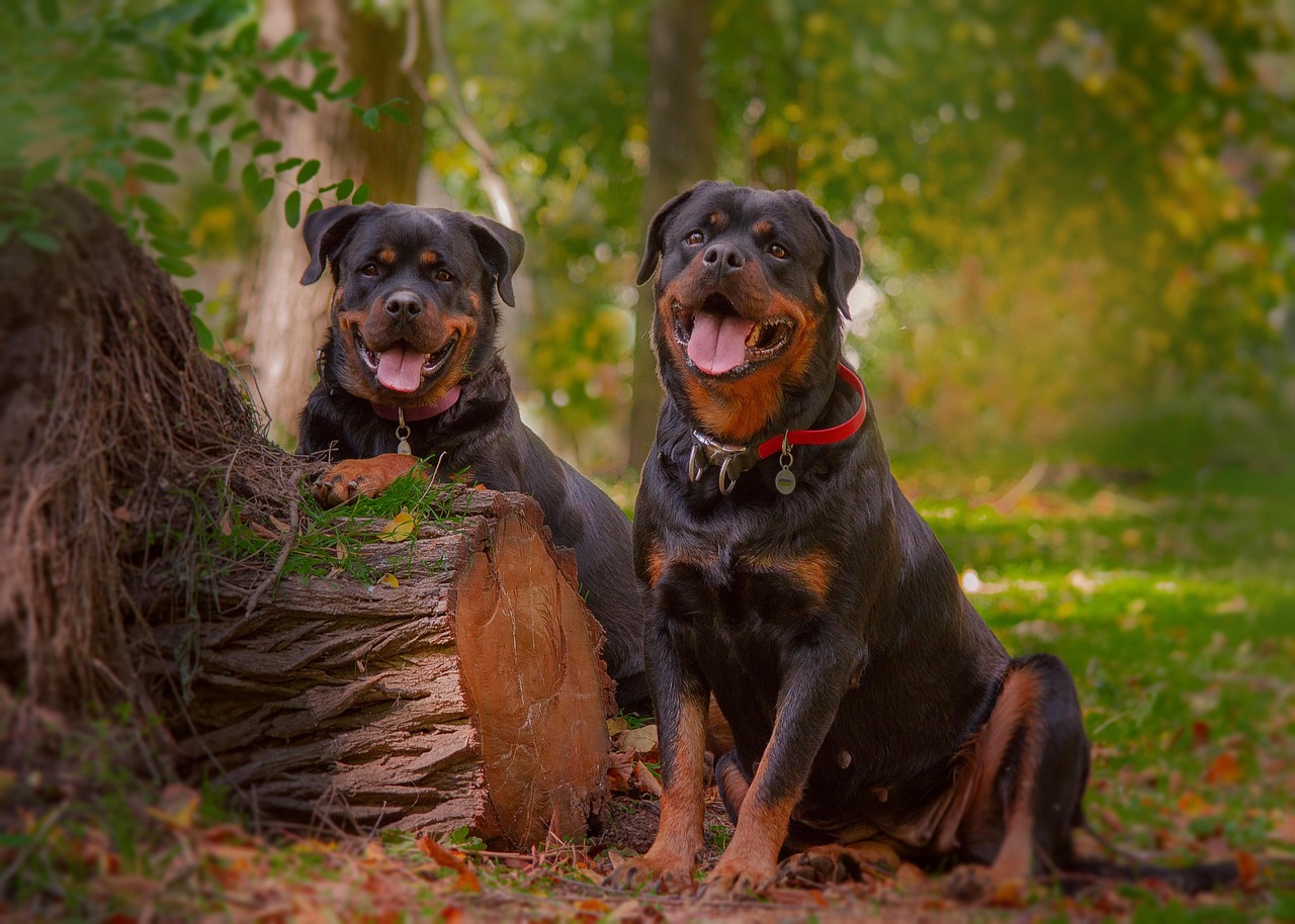 Unique Rottweiler Boy Names for Your New Best Friend