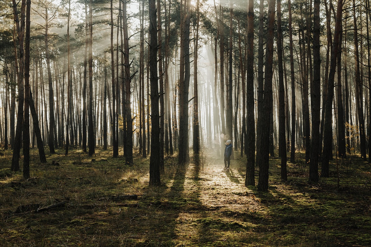 Enchanting Forest Names for Boys: Embrace Nature's Essence