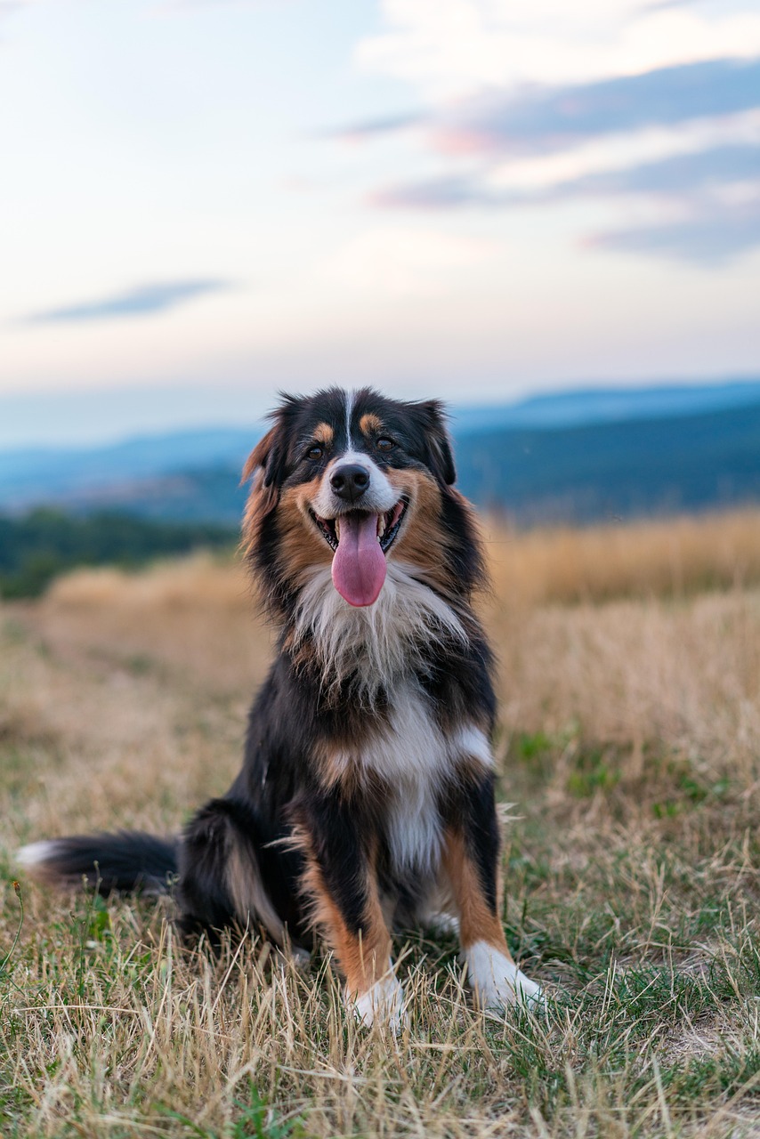 Unique Australian Shepherd Boy Names: Ideas for Your New Best Friend