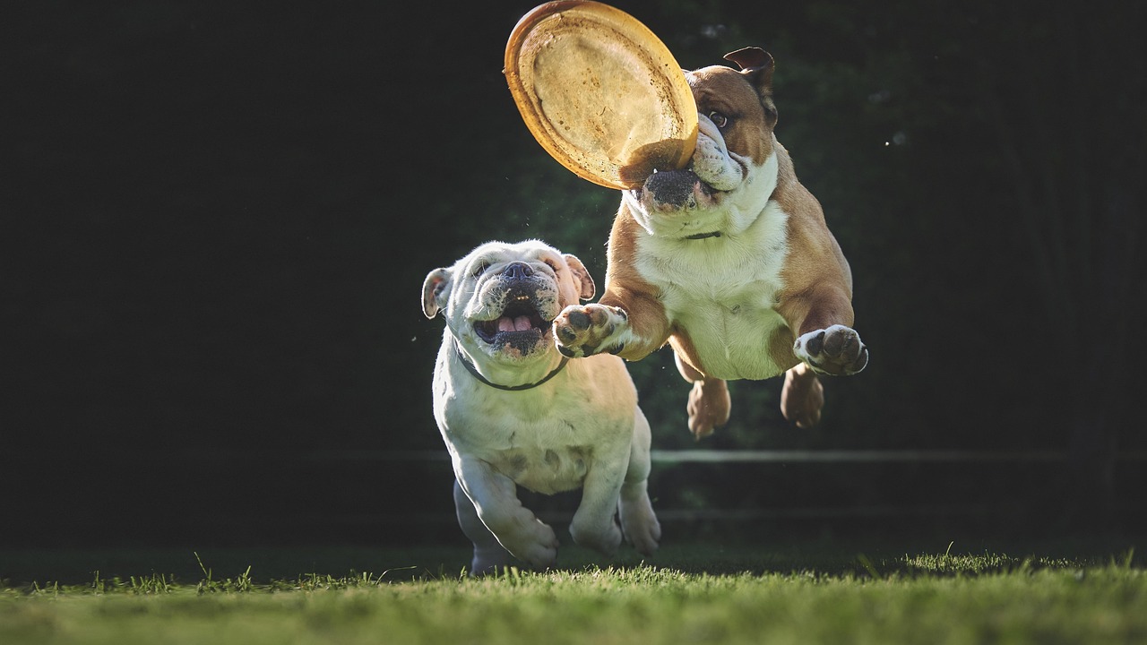 Badass Bulldog Names for Boys: Find the Perfect Fit