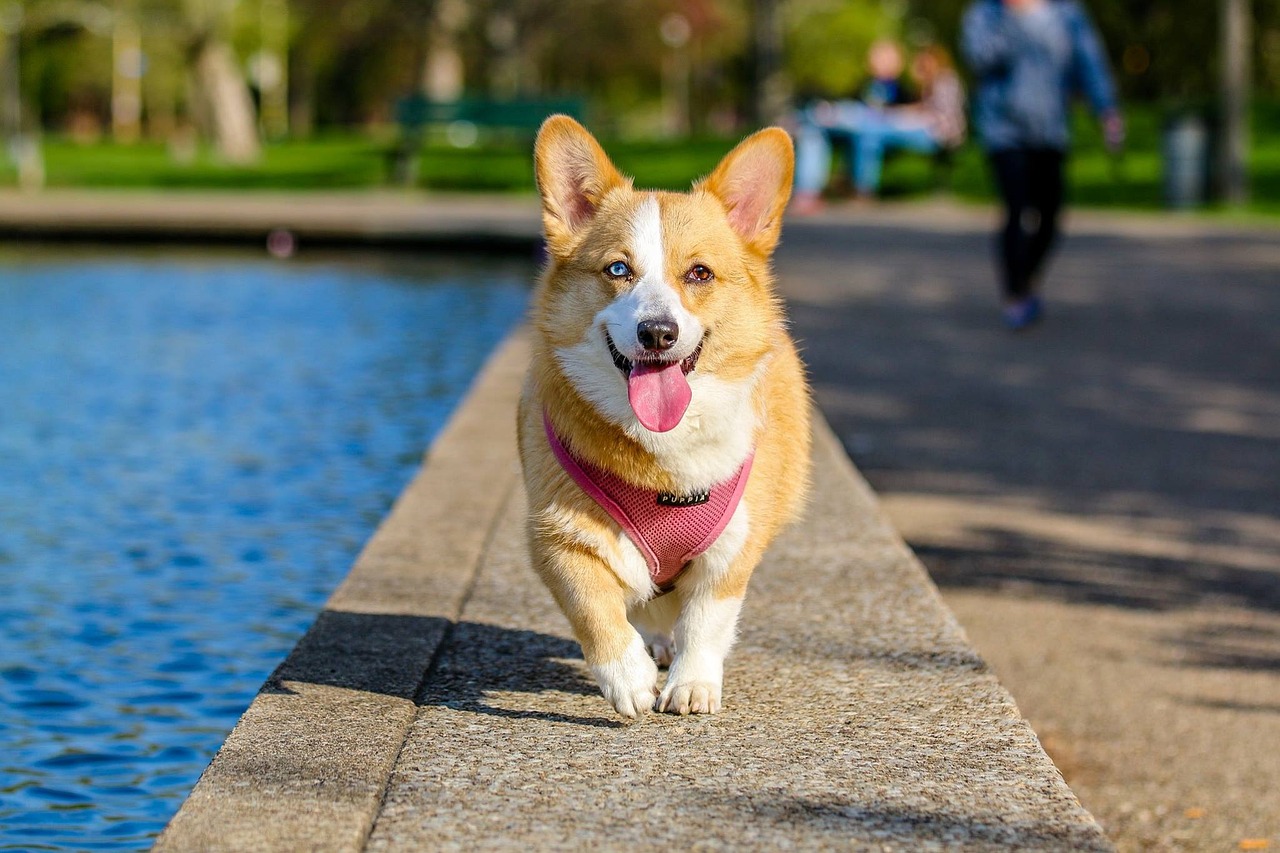 Top Corgi Boy Names: Unique and Fun Ideas for Your Pup