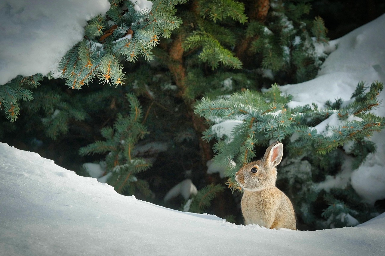 Cute Bunny Names for Boys: Unique Ideas to Consider