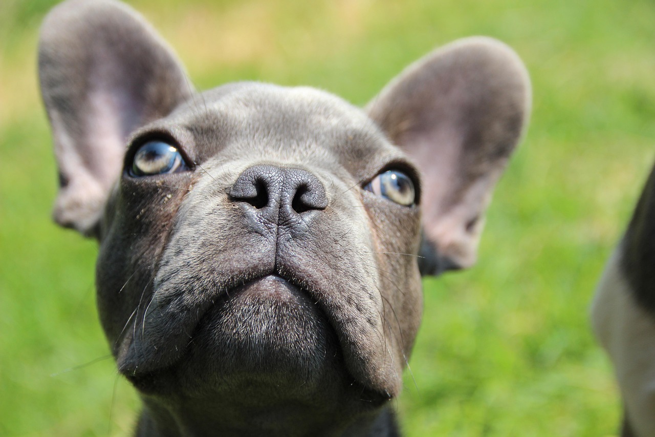 Charming Frenchie Boy Dog Names for Your Adorable Pup